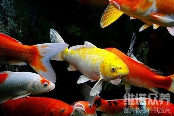 觀賞魚繁殖期飼料通用標準，觀賞魚繁殖期飼料的通用標準