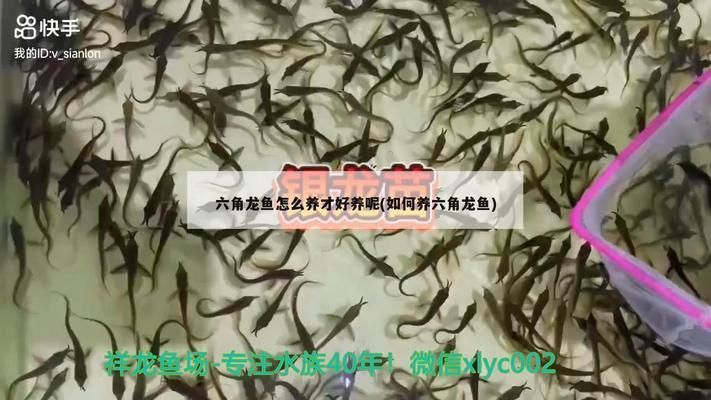 紅頭利魚繁殖期食物選擇，紅頭利魚在繁殖期的食物選擇對其健康和繁殖能力有重要影響 觀賞魚市場（混養(yǎng)魚） 第4張