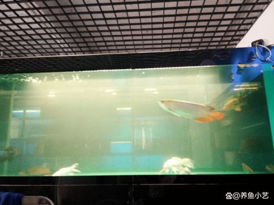 白子關刀魚水質(zhì)改善技巧，白子關刀魚飼料選擇指南