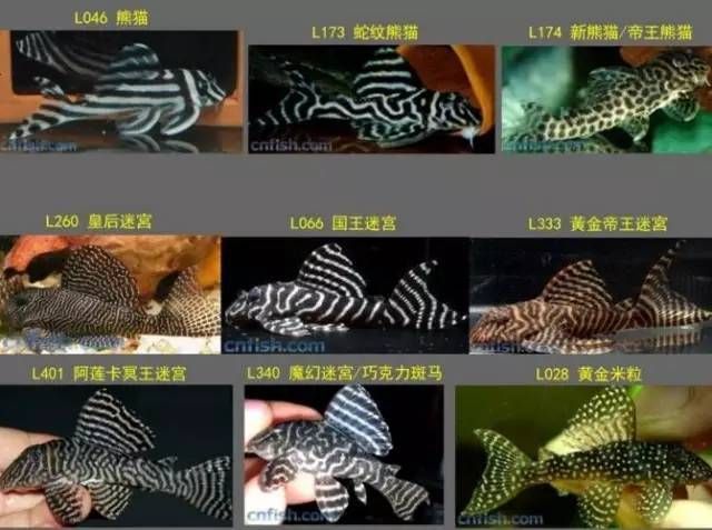 帝王迷宮魚(yú)品種間的價(jià)格差異，帝王迷宮魚(yú)價(jià)格差異