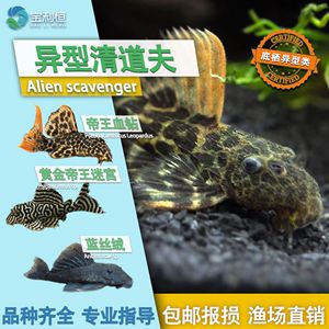 帝王迷宮魚品種間的價(jià)格差異，帝王迷宮魚價(jià)格差異 觀賞魚市場(chǎng)（混養(yǎng)魚） 第5張