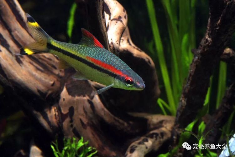 一眉道人魚適宜的餌料選擇，一眉道人魚飼料品牌推薦