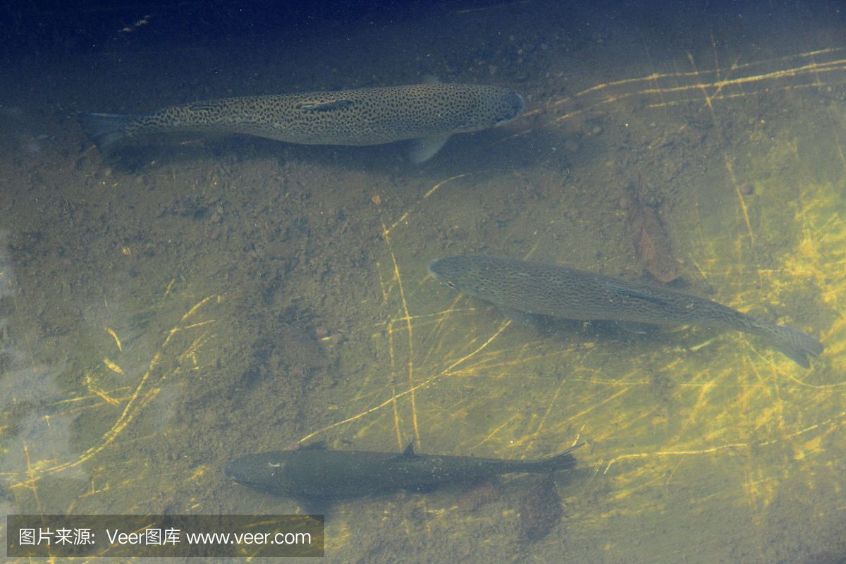 血鰭銀板生長習性研究，血鰭銀板的生長習性 觀賞魚市場（混養(yǎng)魚） 第3張