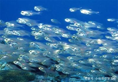 血鰭銀板生長習性研究，血鰭銀板的生長習性 觀賞魚市場（混養(yǎng)魚） 第4張