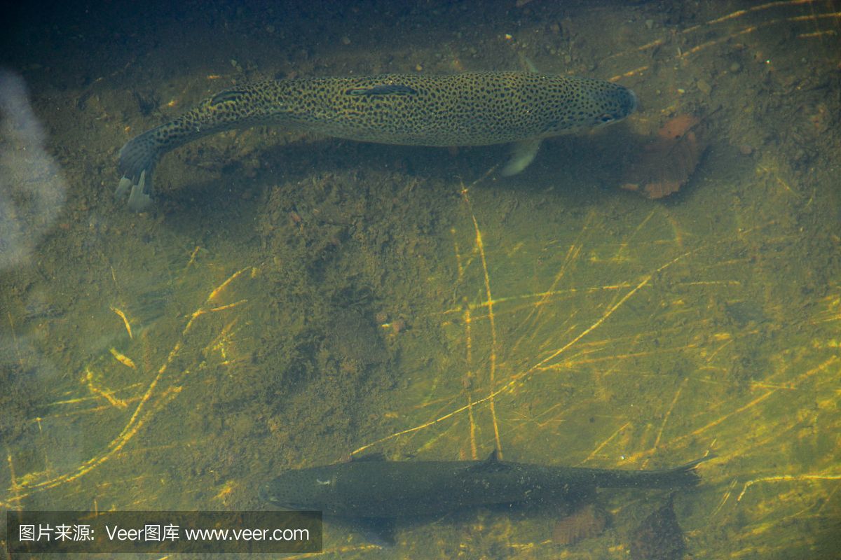 血鰭銀板生長習性研究，血鰭銀板的生長習性 觀賞魚市場（混養(yǎng)魚） 第5張