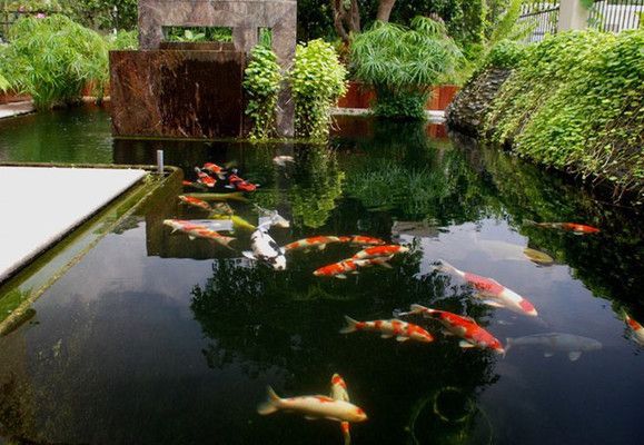 錦鯉魚冬季保溫方法，冬季錦鯉魚飼料選擇指南,錦鯉魚冬季水質(zhì)管理技巧 觀賞魚市場（混養(yǎng)魚） 第2張