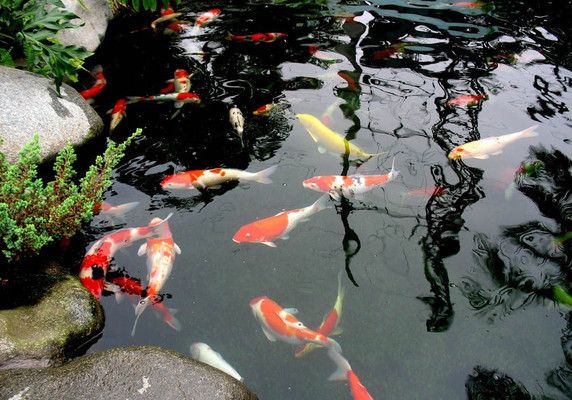 錦鯉魚冬季保溫方法，冬季錦鯉魚飼料選擇指南,錦鯉魚冬季水質(zhì)管理技巧