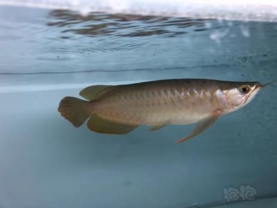 什么叫戰(zhàn)車龍魚，如何辨別優(yōu)質(zhì)戰(zhàn)車龍魚與普通龍魚的區(qū)別戰(zhàn)車龍魚與普通龍魚