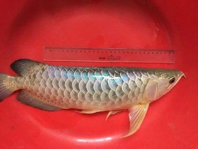 龍魚最好喂什么水，龍魚最好喂什么水，探索適宜水質(zhì)與飼養(yǎng)條件