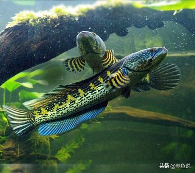 什么雷龍魚適合混養(yǎng)，混養(yǎng)雷龍魚的注意事項 龍魚百科 第4張