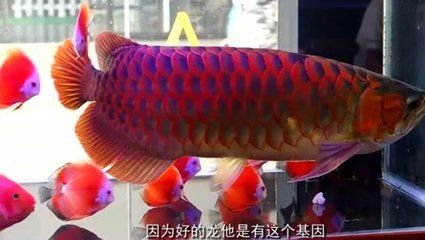 如何挑選健康紅龍魚，如何挑選健康的紅龍魚 觀賞魚市場（混養(yǎng)魚） 第4張