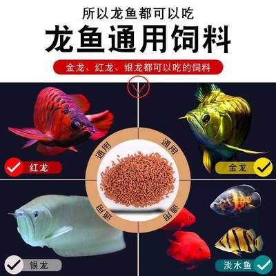 龍魚吃飼料好嗎，龍魚飼料與活餌搭配比例