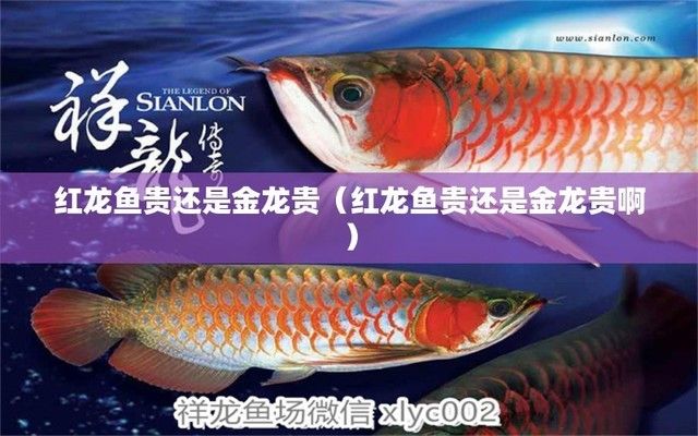 龍魚是金龍貴還是紅龍貴，金龍魚和紅龍魚哪個好？ 龍魚百科 第1張