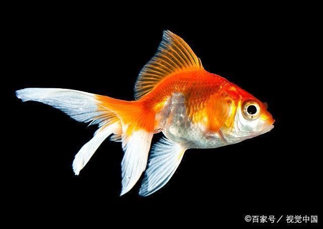 幼魚期營養(yǎng)均衡食譜推薦，如何挑選新鮮三文魚,寶寶魚刺處理技巧