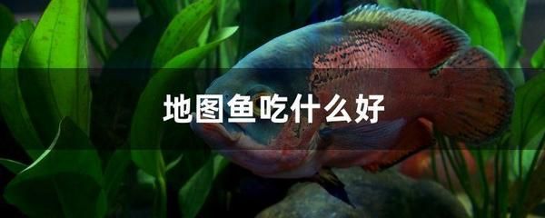 地圖魚食物選擇與營養(yǎng)搭配，地圖魚的食物選擇與營養(yǎng)搭配 觀賞魚市場（混養(yǎng)魚） 第4張