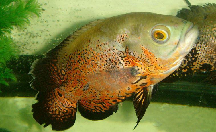 地圖魚食物選擇與營養(yǎng)搭配，地圖魚的食物選擇與營養(yǎng)搭配 觀賞魚市場（混養(yǎng)魚） 第3張