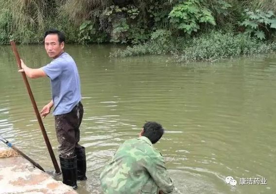 水族箱光照對(duì)魚的影響，水族箱中的光照對(duì)魚類的健康和生長(zhǎng)有著多方面的影響 觀賞魚市場(chǎng)（混養(yǎng)魚） 第5張