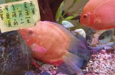 噴點菠蘿魚最佳飼養(yǎng)環(huán)境，噴點菠蘿魚的最佳飼養(yǎng)環(huán)境