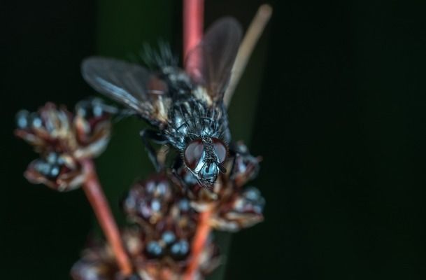 如何讓龍魚發(fā)色更好看一點(diǎn)，如何提高龍魚發(fā)色效果 龍魚百科 第3張