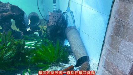 巴卡雷龍魚繁殖成功案例分享，巴卡雷龍魚的繁殖成功案例和相關信息，巴卡雷龍魚親本選擇技巧