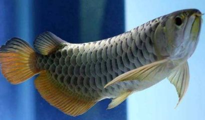 金龍魚(yú)有多兇，金龍魚(yú)與銀龍魚(yú)混養(yǎng)指南，金龍魚(yú)領(lǐng)地意識(shí)的表現(xiàn)形式