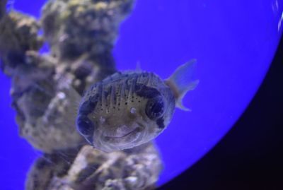 斑馬狗頭魚適宜水溫范圍，斑馬狗頭魚適宜生活的水溫范圍是22-[需手動填充] 觀賞魚市場（混養(yǎng)魚） 第4張