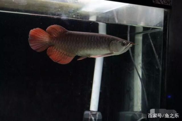 龍魚技巧，龍魚品種鑒賞入門,龍魚混養(yǎng)搭配技巧龍魚混養(yǎng)搭配技巧 龍魚百科 第5張