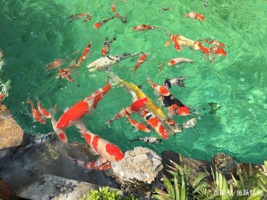 觀賞魚飼料的選擇技巧，觀賞魚專用飼料選購指南,如何自制觀賞魚飼料