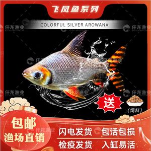 雙線側(cè)魚購買指南，京東雙線側(cè)魚的購買指南 觀賞魚市場（混養(yǎng)魚） 第2張