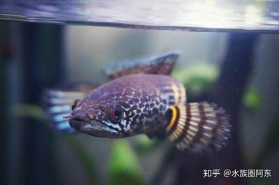 雷龍魚(yú)和金魚(yú)能1塊養(yǎng)嗎？，雷龍魚(yú)和金魚(yú)可以一起養(yǎng)但要注意生活習(xí)性和水質(zhì)要求 龍魚(yú)百科 第4張