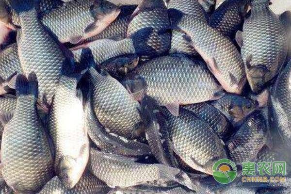 元寶鯽魚飼料自制方法，元寶鯽魚飼料添加劑選擇元寶鯽魚飼料營養(yǎng)均衡指南 觀賞魚市場（混養(yǎng)魚） 第2張