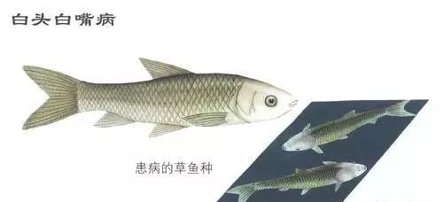 黑桃A魚苗疾病預防，黑桃a魚苗疾病預防 觀賞魚市場（混養(yǎng)魚） 第5張