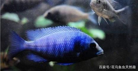 寶石魚苗飼料選擇指南，寶石魚苗飼料營(yíng)養(yǎng)成分解析 觀賞魚市場(chǎng)（混養(yǎng)魚） 第2張