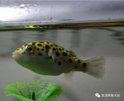 潛水艇魚飼養(yǎng)環(huán)境優(yōu)化技巧，關(guān)于潛水艇魚的飼養(yǎng)環(huán)境優(yōu)化技巧 觀賞魚市場(chǎng)（混養(yǎng)魚） 第5張