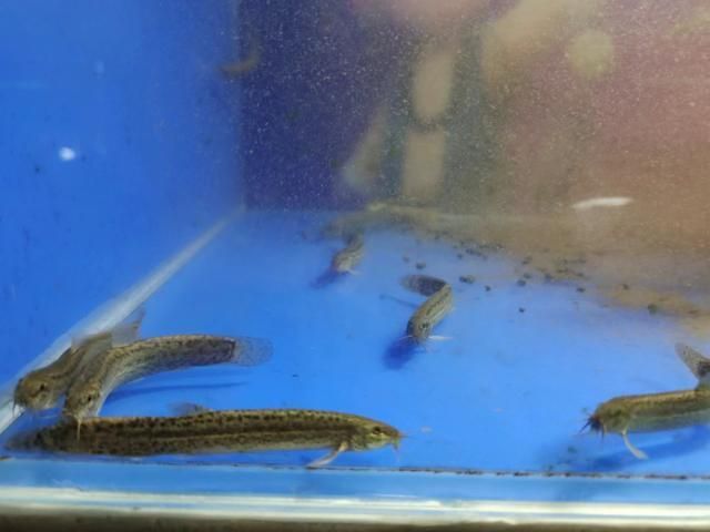 奧里諾三間魚繁殖餌料選擇，奧里諾三間魚的繁殖餌料選擇 觀賞魚市場（混養(yǎng)魚） 第5張