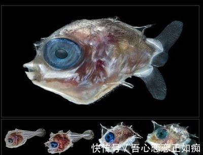 白子球鯊魚幼體成長過程，白子球鯊魚幼體的成長過程