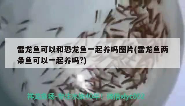 雷龍魚可以和恐龍魚一起養(yǎng)嗎，雷龍魚可以和恐龍魚一起養(yǎng)嗎？ 龍魚百科 第2張