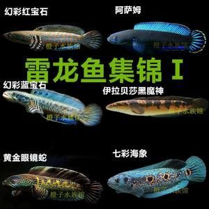 雷龍魚什么價(jià)格，雷龍魚價(jià)格因品種和大小而異從幾十元到數(shù)萬(wàn)元不等 龍魚百科 第1張