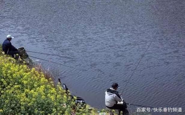 元寶鯽春季餌料搭配，春季釣鯽魚技巧分享 觀賞魚市場（混養(yǎng)魚） 第2張