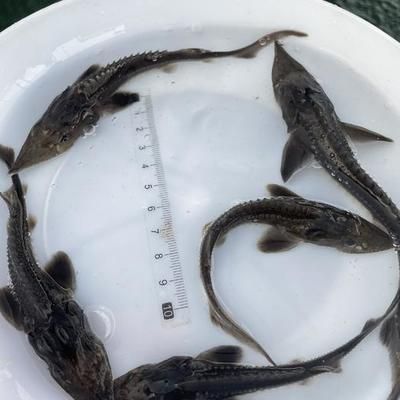 龍魚(yú)如何訓(xùn)食飼料和魚(yú)糧，如何訓(xùn)練龍魚(yú)吃飼料和魚(yú)糧 龍魚(yú)百科 第2張