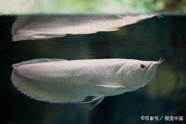 銀龍魚苗選購誤區(qū)解析，選購銀龍魚苗時，新手魚友可能會遇到一些常見的誤區(qū) 觀賞魚市場（混養(yǎng)魚） 第4張