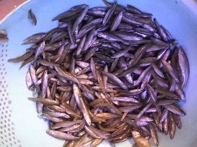 龍魚喂活食需要注意什么，喂養(yǎng)龍魚活食需要注意的幾個(gè)方面以確保龍魚健康和安全 龍魚百科 第5張