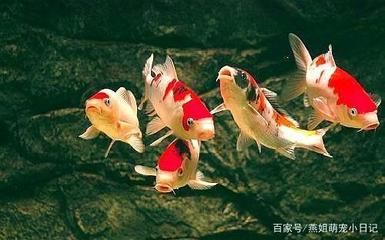 大正錦鯉魚水質(zhì)管理技巧，大正錦鯉魚水質(zhì)管理的幾個(gè)關(guān)鍵技巧 觀賞魚市場（混養(yǎng)魚） 第3張