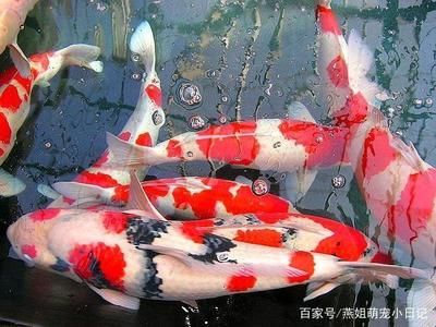 大正錦鯉魚水質(zhì)管理技巧，大正錦鯉魚水質(zhì)管理的幾個(gè)關(guān)鍵技巧 觀賞魚市場（混養(yǎng)魚） 第4張