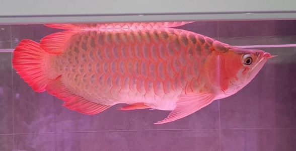 紅龍魚突然總是撞缸，如何預防紅龍魚撞缸 水族問答 第3張