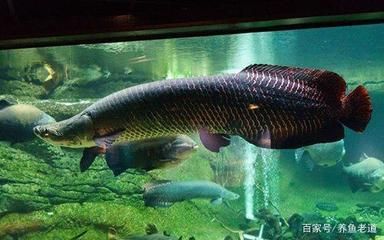 雷龍魚(yú)吃什么食物增色，雷龍魚(yú)在增色期間，可以喂食富含天然色素和營(yíng)養(yǎng)的食物 龍魚(yú)百科 第4張