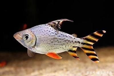 龍魚(yú)可以混養(yǎng)什么魚(yú)，適合與龍魚(yú)混養(yǎng)的魚(yú)種及其注意事項(xiàng) 龍魚(yú)百科 第1張