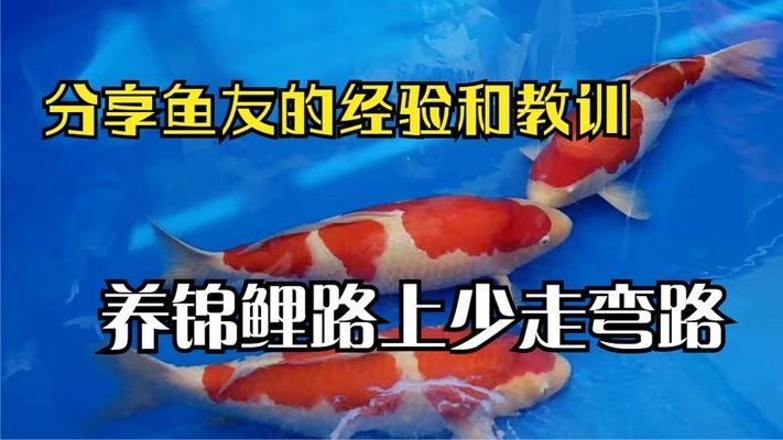 丹頂錦鯉抗病能力提升方法，丹頂錦鯉冬季養(yǎng)護(hù)要點(diǎn)丹頂錦鯉夏季防暑降溫技巧 觀賞魚市場(chǎng)（混養(yǎng)魚） 第4張