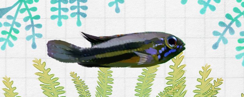 三間魚(yú)繁殖期飼料選擇，三間魚(yú)繁殖期飼料搭配比例 觀賞魚(yú)市場(chǎng)（混養(yǎng)魚(yú)） 第3張