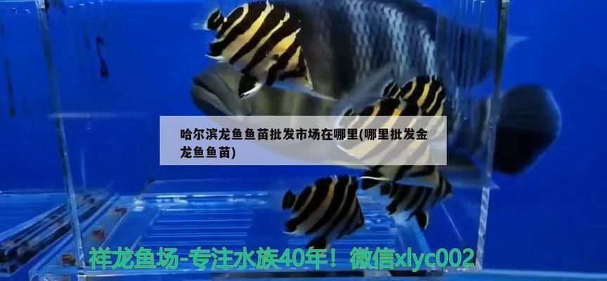 龍魚(yú)魚(yú)苗批發(fā)市場(chǎng)在哪里，東莞龍魚(yú)魚(yú)苗批發(fā)市場(chǎng) 龍魚(yú)百科 第1張